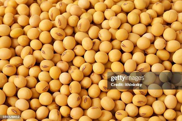 Soyabean